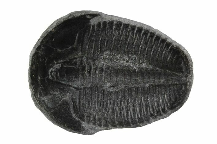 Elrathia Trilobite Fossil - Wheeler Shale, Utah #97132